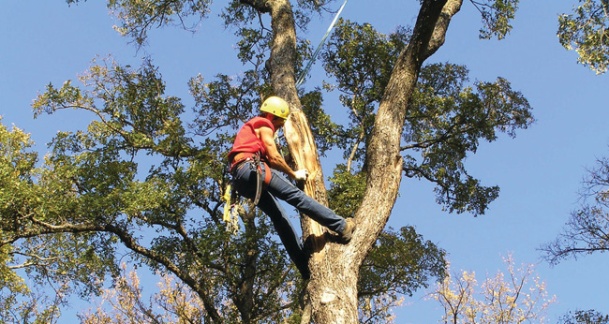 tree-trimming-650-2